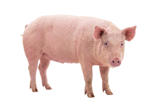 Pink pig standing, side view, isolated on transparent background (PNG)