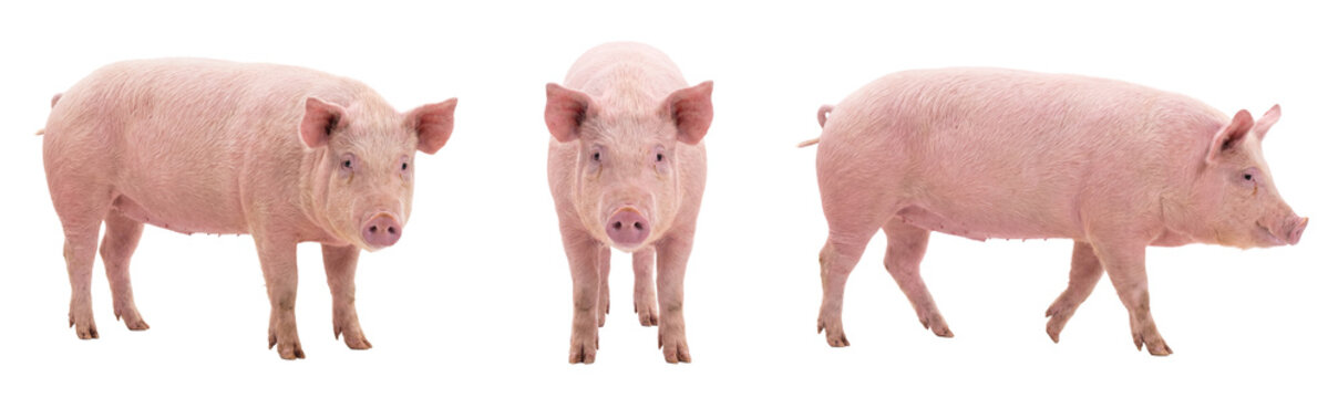 Pink pig isolated on transparent background