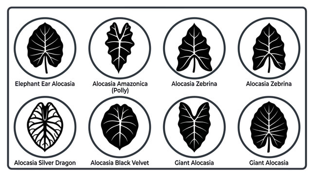 Flat vector icon set featuring six Alocasia leaves: elephant ear leaf, amazonica leaf, zebrina leaf, silver dragon leaf, black velvet leaf, giant alocasia leaf
