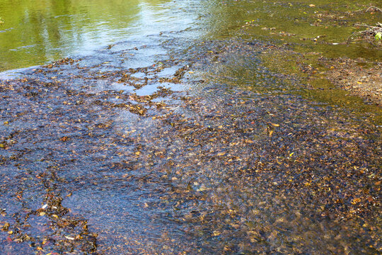 Transparent shallow river water flows rapidly over small colorful pebbles and a sandy bottom. Sunlight sparkles brightly on the wavy surface of clear natural streams near the bank. The picturesque vie