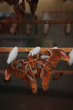 Atlas moth resting among silk cocoons on a butterfly farm board