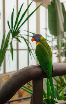 Rainbow lorikeet perched on a rail, side profile
