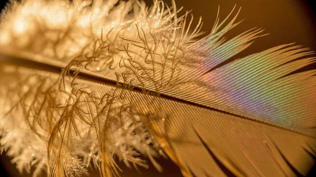 Macro closeup of a soft bird feather showing intricate barbs and iridescent light reflections on golden brown plumage for natural textures design