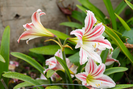 Lilium flowers white and red (Trumpet Lily)