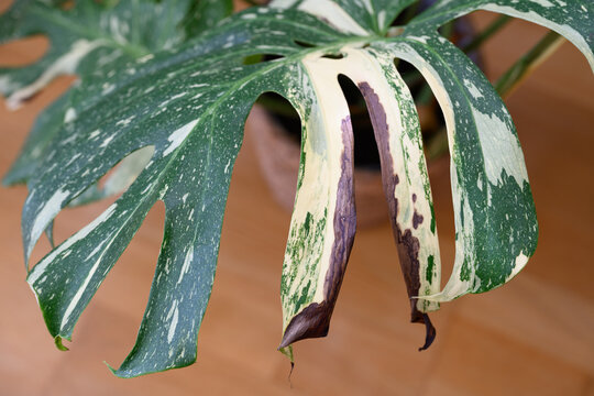 Brown spots on Monstera deliciosa 'Thai Constellation' with variegated leaves