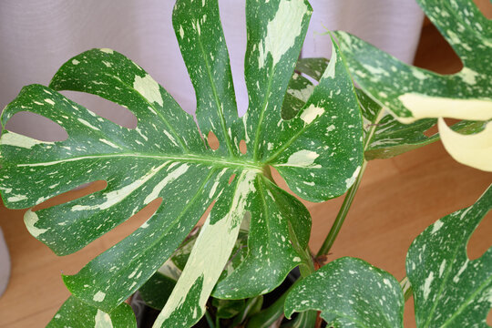 Monstera deliciosa 'Thai Constellation' with variegated leaves