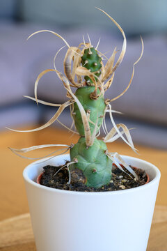 Paper spine cactus (Tephrocactus) close up
