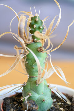 Paper spine cactus (Tephrocactus) close up