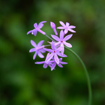 Society garlic (Tulbaghia violacea) flowers close up