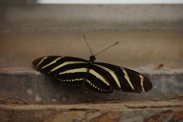 Zebra longwing butterfly resting on a stone ledge with wings open © Bianca