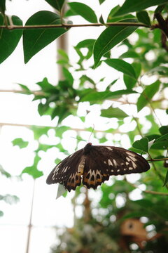 Large female birdwing butterfly with dark wings and white markings
