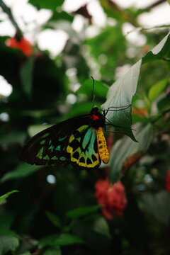 Male birdwing butterfly with iridescent green wings on a leaf
