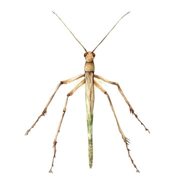 Stick Insect, elegant watercolor vector painting with refined details, isolated on a white background.