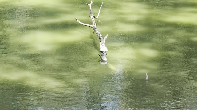 Laghetto immerso nel verde all&rsquo;Abbadia di Fiastra, circondato da alberi e vegetazione rigogliosa, con acqua dalle tonalit&agrave; naturali e atmosfera tranquilla