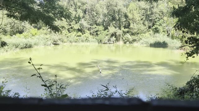 Laghetto immerso nel verde all&rsquo;Abbadia di Fiastra, circondato da alberi e vegetazione rigogliosa, con acqua dalle tonalit&agrave; naturali e atmosfera tranquilla