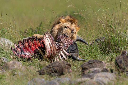 Lion (male and female) eating from a buffalo kill in the Masai Mara Game Reserve in Kenya