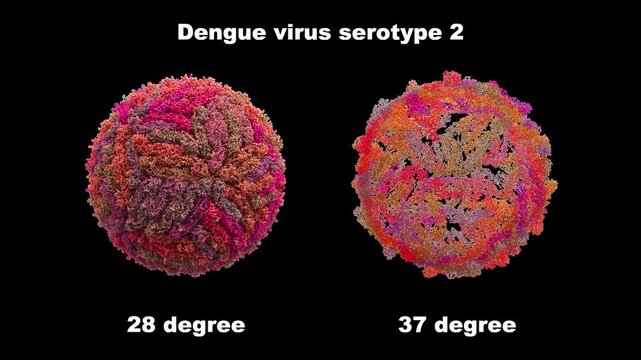 3D structure Dengue Virus Serotype 2 DENV-2 comparison, compact 28 celsius breathing dynamics, expanded 37 celsius states primarily  for ADE Antibody-Dependent enhancement epitope exposure research.