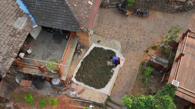 A Bulang Chinese Woman in Traditional Clothes is Spreading Fresh picked Tea on a Floor for drying or withering. Wengji Village in Puer, Yunnan, China. Aerial