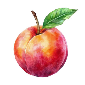 watercolor of Nectarine draw, isolated on a white background.