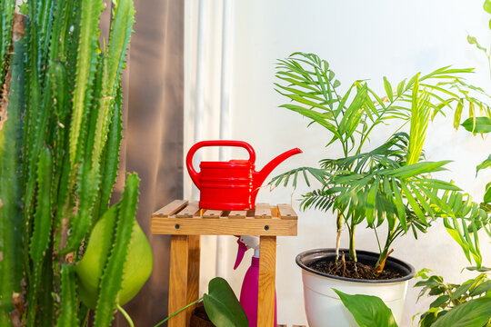 Wooden shelf with house plants. Growing and caring for indoor plants.