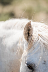 Close-up portrait of a white horse head with tousled mane partially covering the eye in soft natural light © PIC by Femke