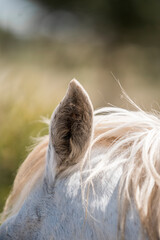 Close-up of a white horse ear and flowing mane with soft bokeh background in an outdoor pasture © PIC by Femke
