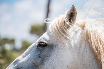 Close-up profile of a white horse with windswept mane and soft natural light against a blurred outdoor background © PIC by Femke