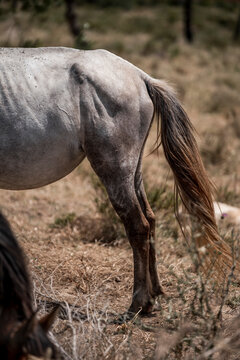Close-up of a gray horse's hindquarters and long tail standing in a dry grassy pasture with blurred fence in background