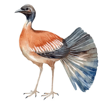 watercolor of Lyrebird, hand-drawn, isolated on a white background.