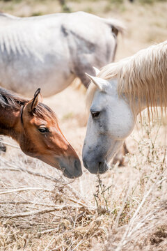 Two horses touching noses in a dry grassy pasture, close-up portrait of chestnut and gray equines in sunlight