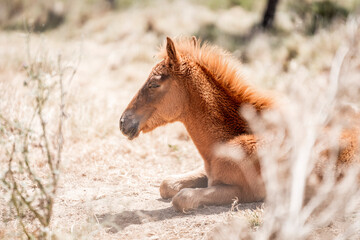 Chestnut foal lying on sandy ground among dry grasses and scrub, sunlit profile with fuzzy mane in warm natural light © PIC by Femke