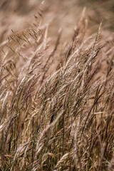 Obraz premium Close-up of tall dry wild grasses swaying in a windblown meadow, warm golden tones and texture