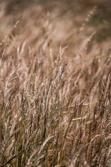 Fototapeta premium Close-up of golden dry grass and seed heads in a windswept meadow with warm tones and shallow depth of field