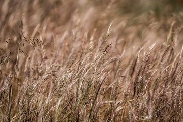 Fototapeta premium Close-up of sunlit dried wild grasses in a field with shallow depth of field and warm earthy tones