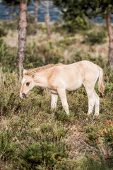 Naklejka premium Cream-colored pony grazing on heathland among pine trees in soft natural light, rural landscape