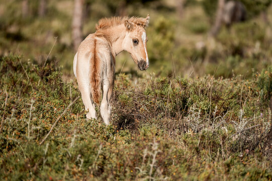 Light-colored foal standing among grasses and low shrubs on heathland, looking back over its shoulder in warm natural sunlight