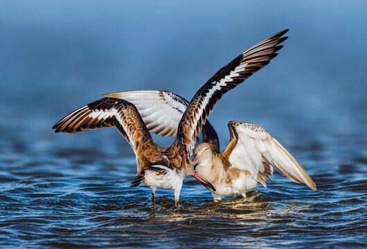 Black Tailed Godwit (Limosa Limosa), Godwits engage in fierce, highly vocal, and airborne territorial battles to defend their prime feeding mudflats or breeding grounds.
