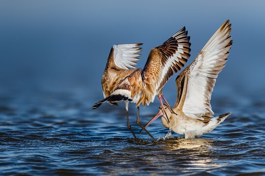 Black Tailed Godwit (Limosa Limosa), Godwits engage in fierce, highly vocal, and airborne territorial battles to defend their prime feeding mudflats or breeding grounds.