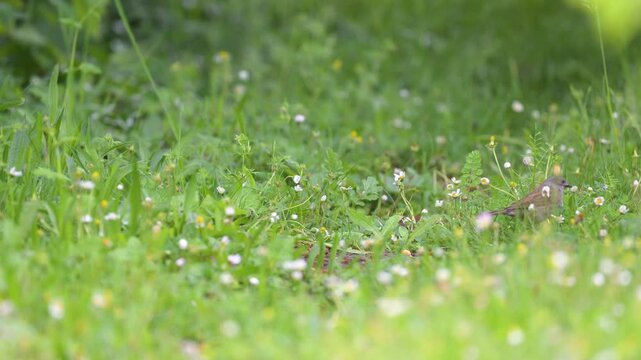 Dunnock looking for food while hopping in the grass in spring in a domestic garden. Prunella modularis, Bellis perennis, Indre-et-Loire 37, r&eacute;gion Centre-Val de Loire, France, European Union, Europe