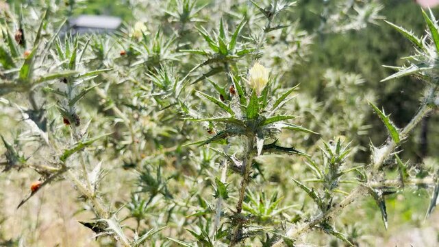 Several ladybug pupae rest safely on a prickly green thistle plant. They transform under the warm sun in a peaceful field in Crimea. This quiet view brings a feeling of pure wonder.