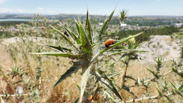 A peaceful ladybug pupa rests quietly on a spiky thistle in the sunny hills of Crimea. This beautiful scene brings a feeling of calm and wonder.