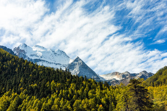 Pine forest with snow mountains in the background at Yading Nature Reserve