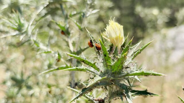 Tiny ladybug pupae rest safely on a prickly green thistle with a blooming yellow flower. They transform under the warm sun in a peaceful field in Crimea. This lovely view brings pure wonder.