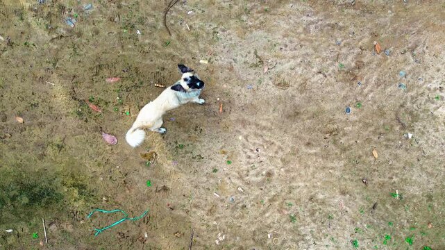Top Down Drone View of White Dog Lying on Bare Ground in Rural Ecuador, Domestic Animal, Dirt Yard, Countryside Detail and Everyday Life Scene