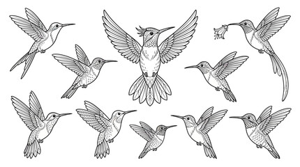 Hummingbird Collection: Delicate Line Art Illustrations of Birds in Flight © udin