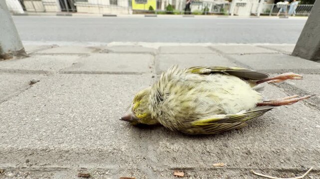 A dead European greenfinch lies completely still on a concrete city sidewalk in Crimea. This tragic sight brings a heavy feeling of sadness and sorrow.