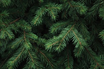Fototapeta premium Lush green branches of an evergreen pine tree with needles in a dense forest texture