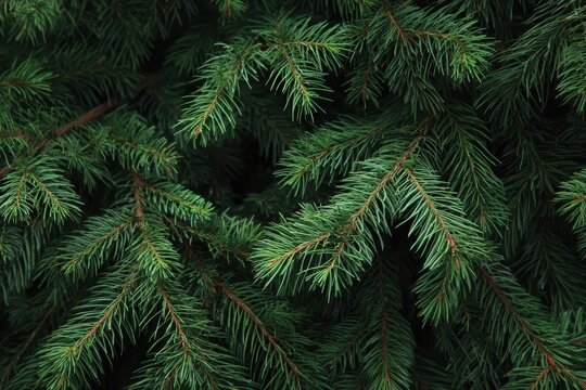 Lush green branches of an evergreen pine tree with needles in a dense forest texture