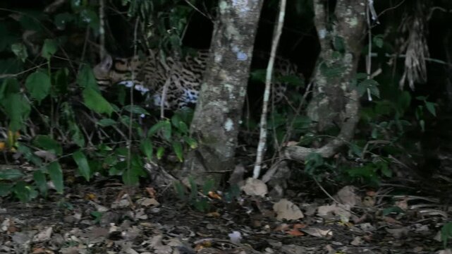 ocelot in the forest,  Leopardus pardalis, walks, rain forest, tropical forest, mammal, in the night, night, dark, Pantanal, Mato Grosso, Mato grosso du Nord, Brasil