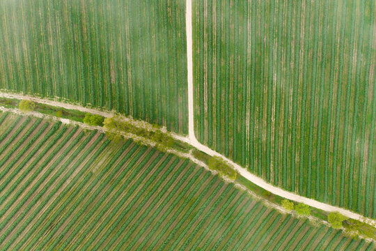Aerial view of rows of green crops in agricultural fields divided by a dirt path and lined with trees in the countryside Piantravigne, Tuscany, Italy.